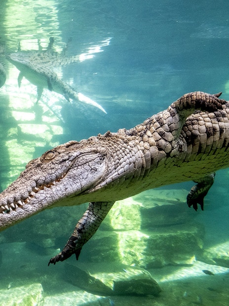Dubai Crocodile Park